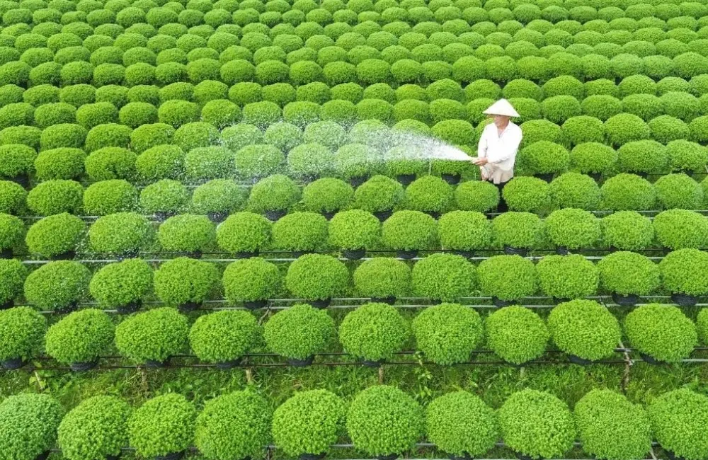 Bấm ngọn cúc mâm xôi