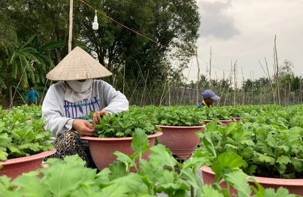 Bấm ngọn cúc mâm xôi