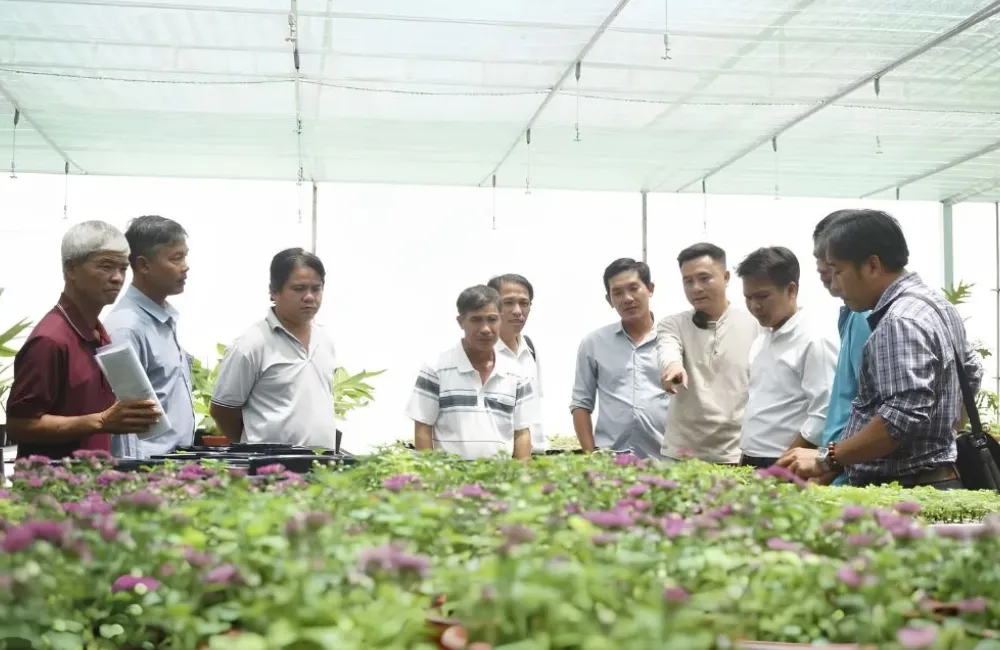 Bàn giao cây giống cấy mô