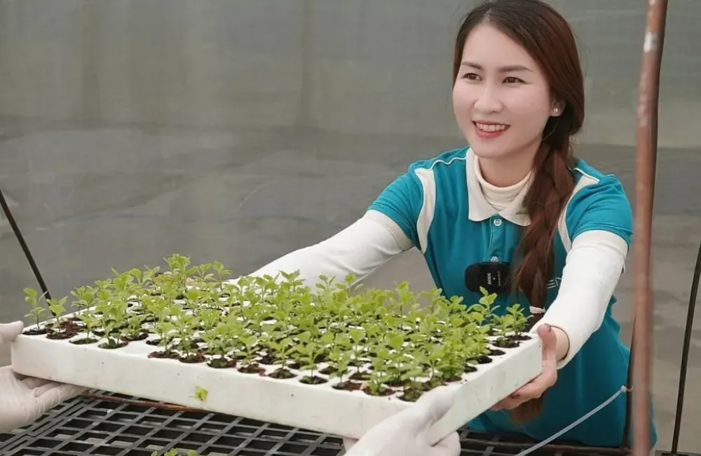 Bàn giao cây giống cấy mô