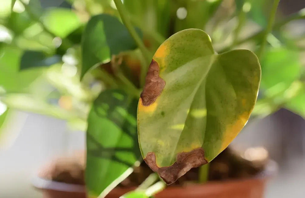 Bệnh trên cây Hồng Môn Đỏ Cấy Mô