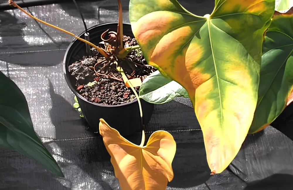 Bệnh trên cây Hồng Môn Đỏ Cấy Mô