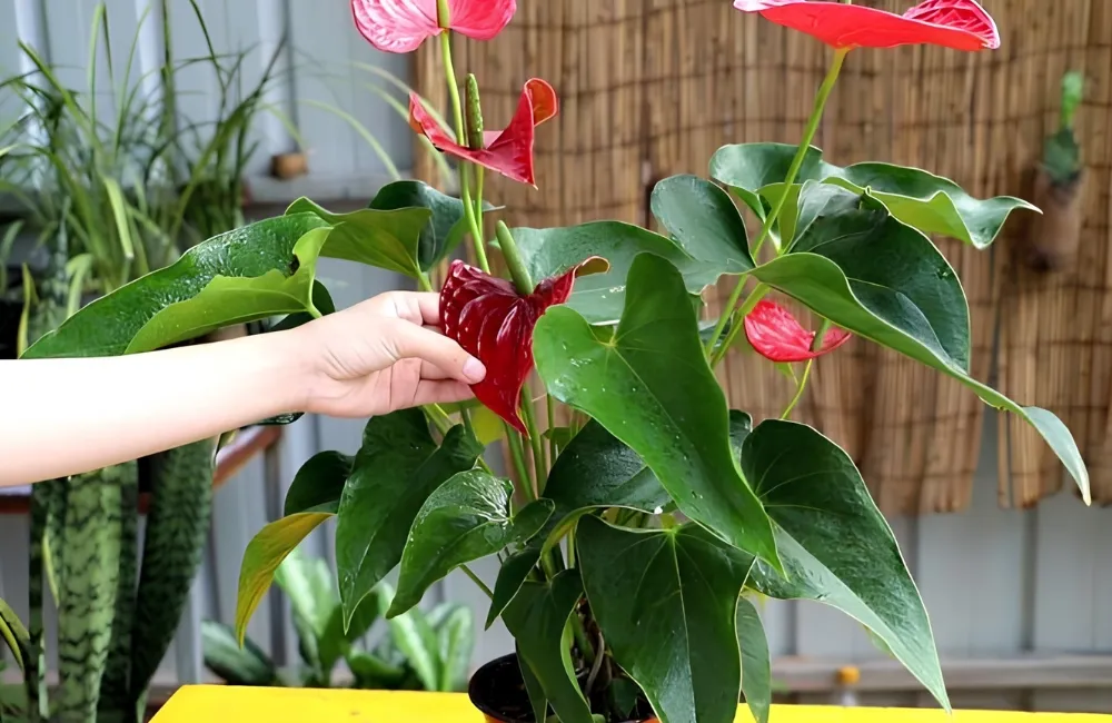 Bệnh trên cây Hồng Môn Đỏ Cấy Mô 