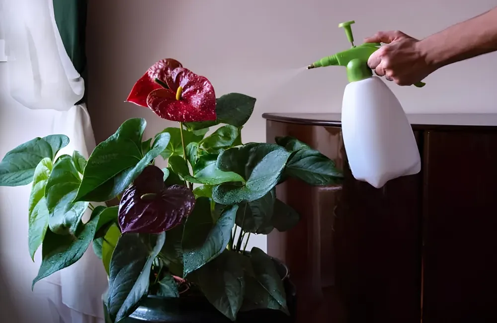 Bệnh trên cây Hồng Môn Đỏ Cấy Mô