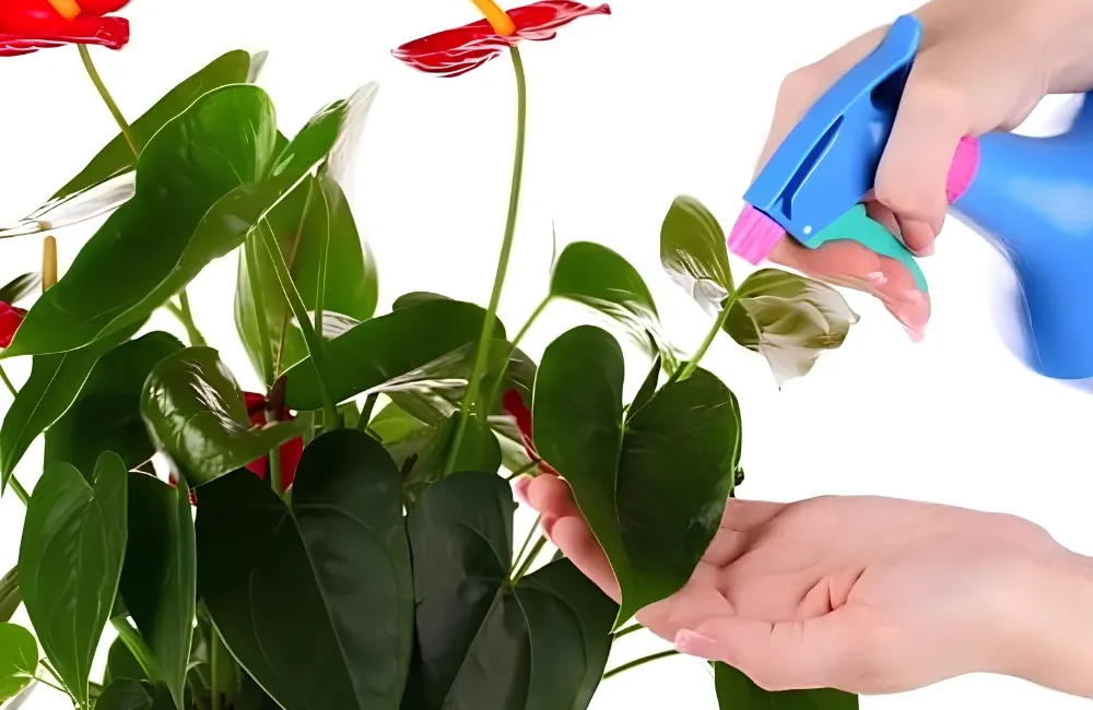 Bệnh trên cây Hồng Môn Đỏ Cấy Mô
