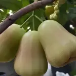 Nhận biết sâu bệnh trên Mận MDH và cách phòng trừ hiệu quả