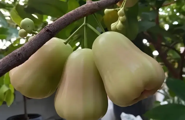 Nhận biết sâu bệnh trên Mận MDH và cách phòng trừ hiệu quả