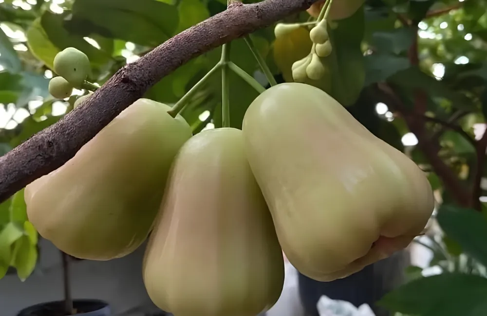 Sâu bệnh trên mận MDH