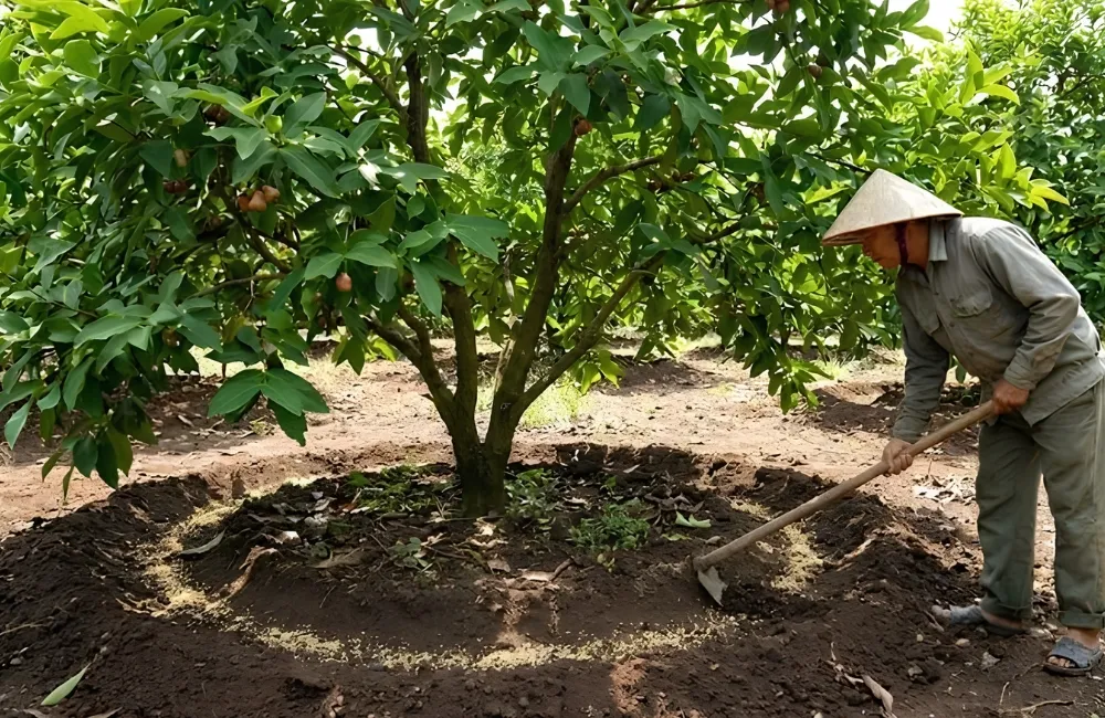 Sâu bệnh trên mận MDH