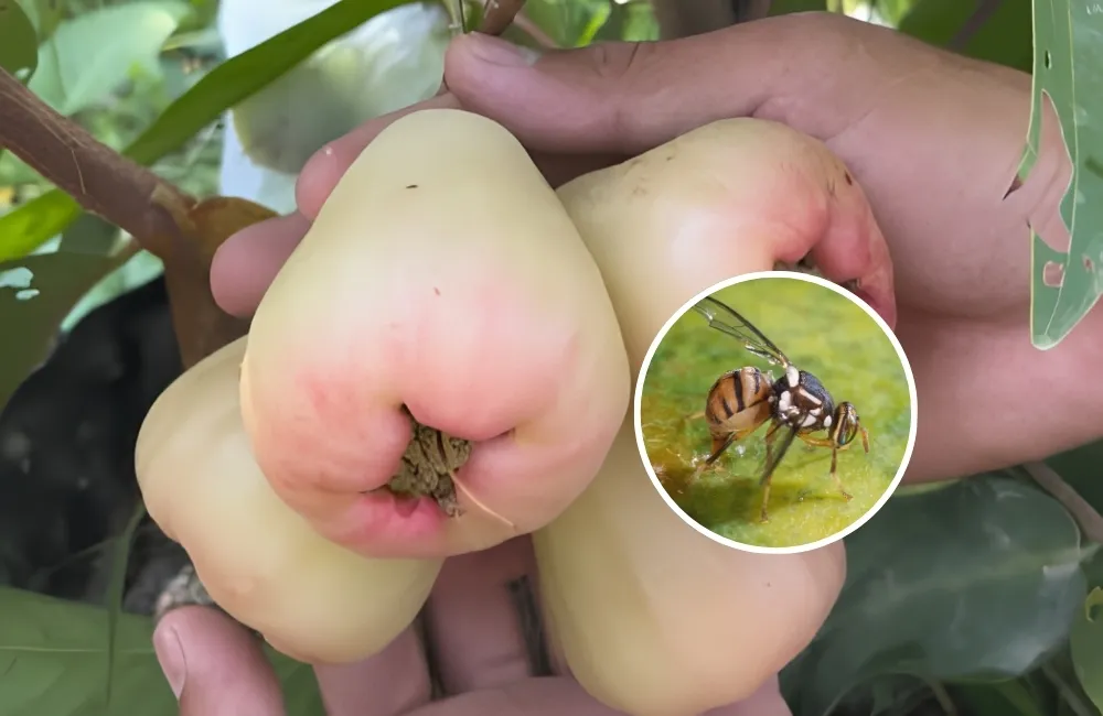 Sâu bệnh trên mận MDH