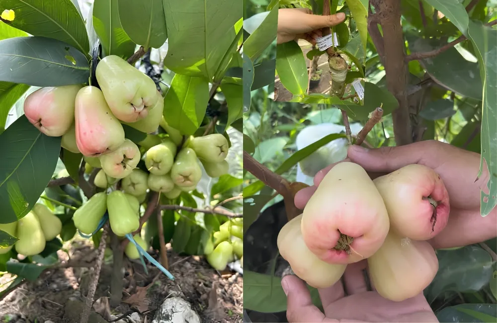 Sâu bệnh trên mận MDH