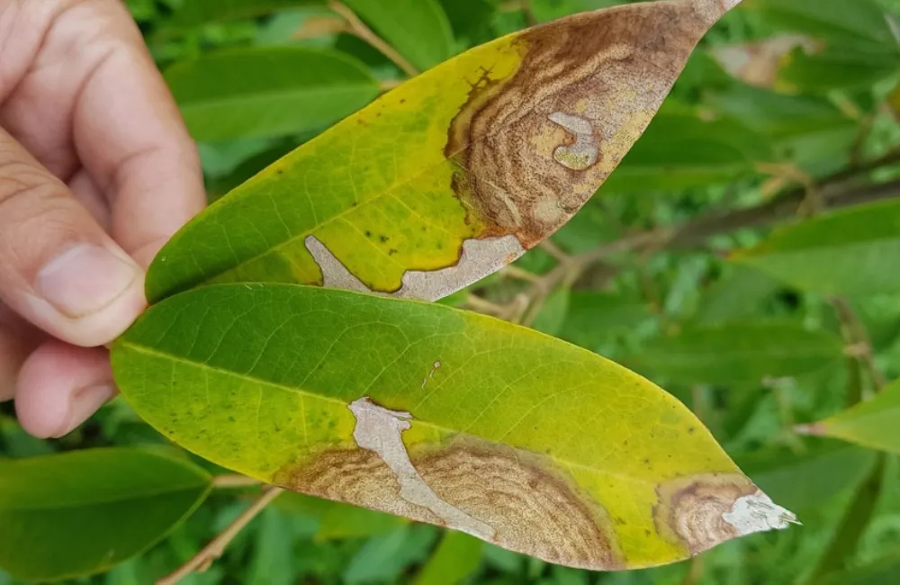 Sâu bệnh trên mận MDH