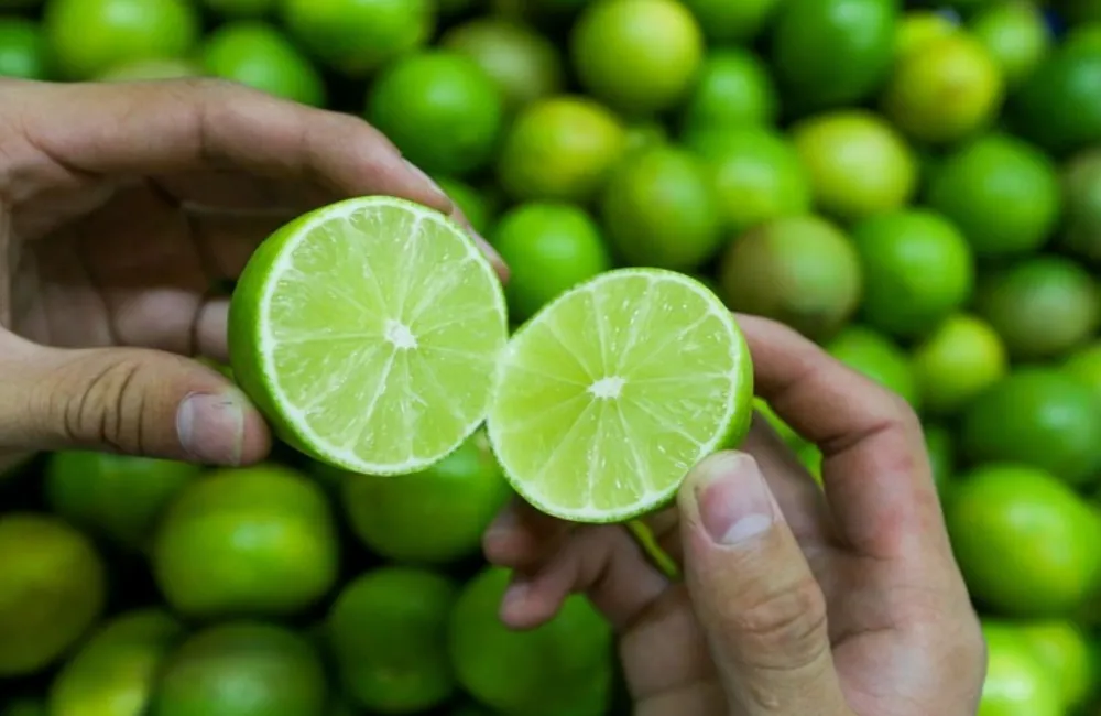 Các giống chanh không hạt