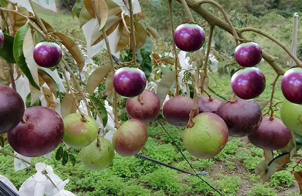 Các giống Vú Sữa Mika