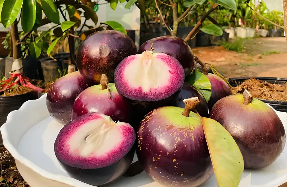 Các giống Vú Sữa Mika