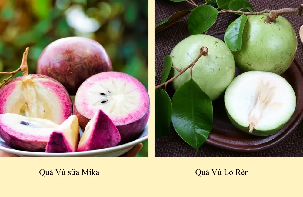 Các giống Vú Sữa Mika