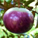 Các giống Vú sữa Mika hiện nay và cách phân loại