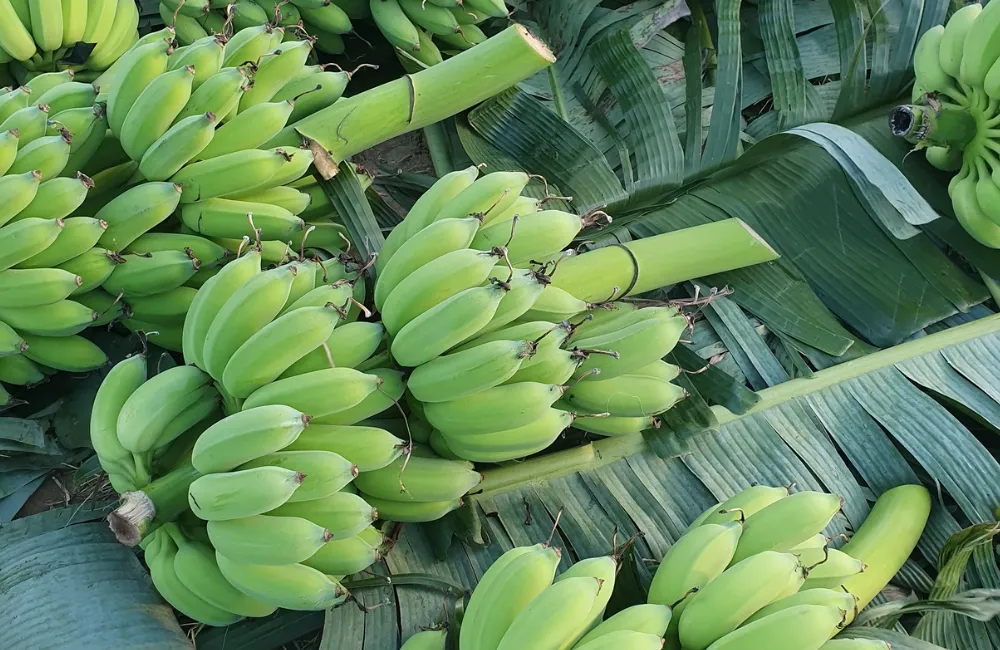 Các loại chuối Mốc