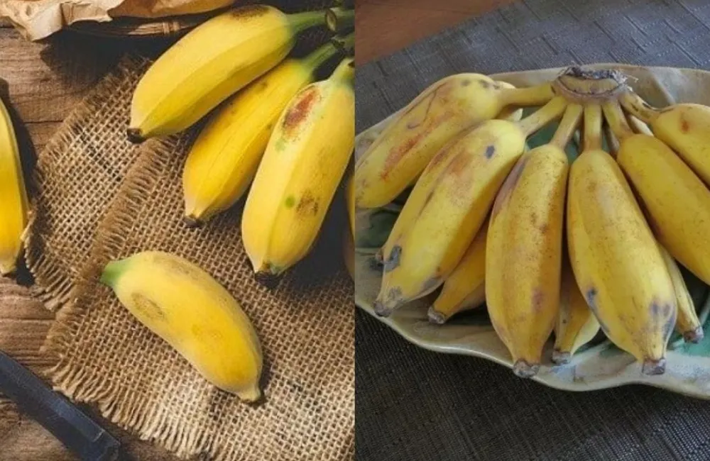 Các loại chuối Mốc