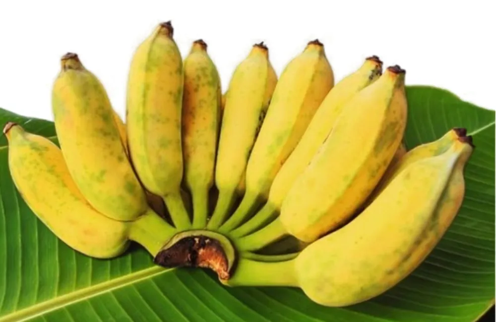 Các loại chuối Mốc