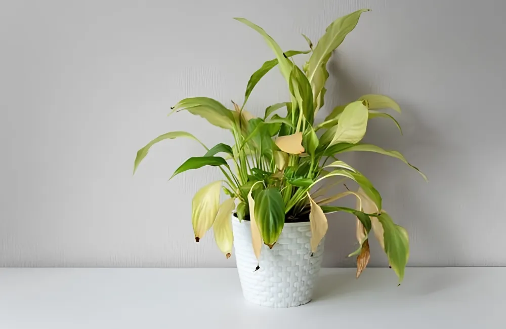 Cây kiểng lá bị vàng lá