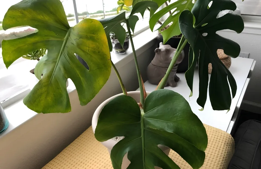 Cây kiểng lá bị vàng lá