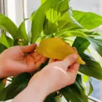 Cây kiểng lá bị vàng lá: 7 nguyên nhân và cách khắc phục
