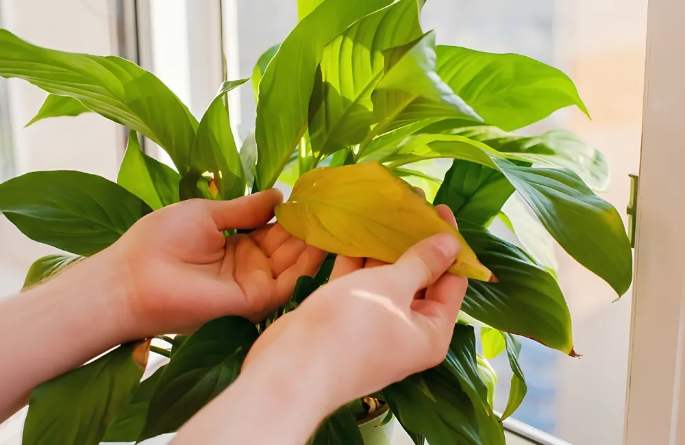 Cây kiểng lá bị vàng lá
