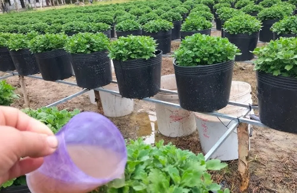 Chăm sóc cúc mâm xôi Chợ Lách