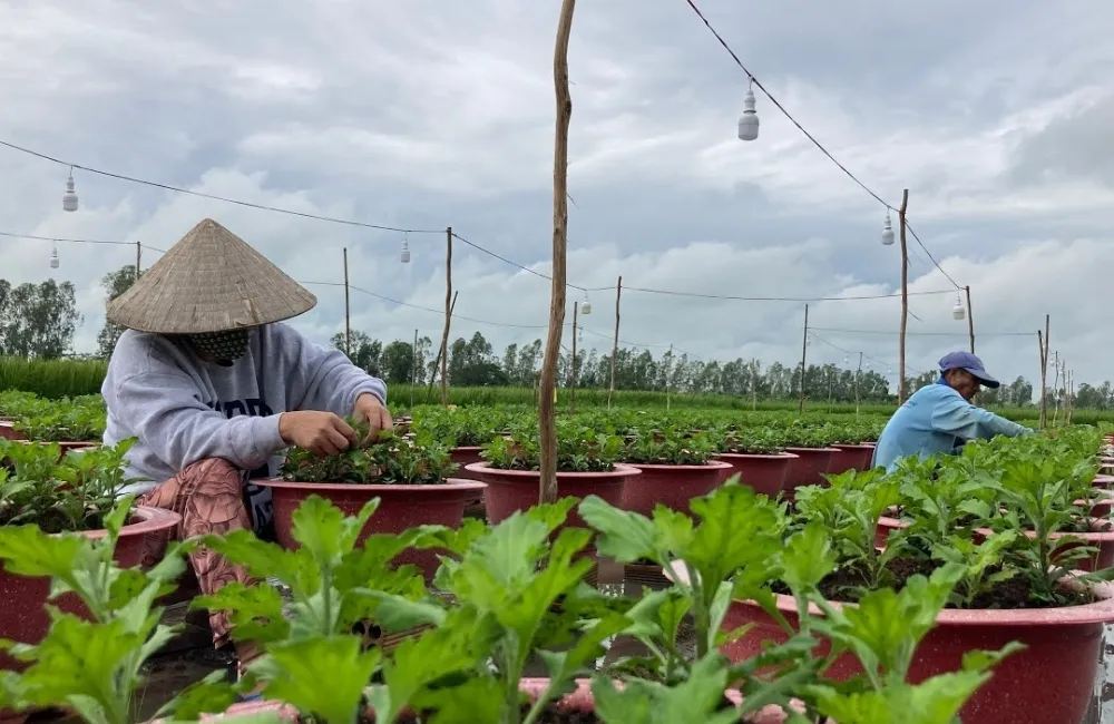 Chăm sóc cúc mâm xôi Chợ Lách