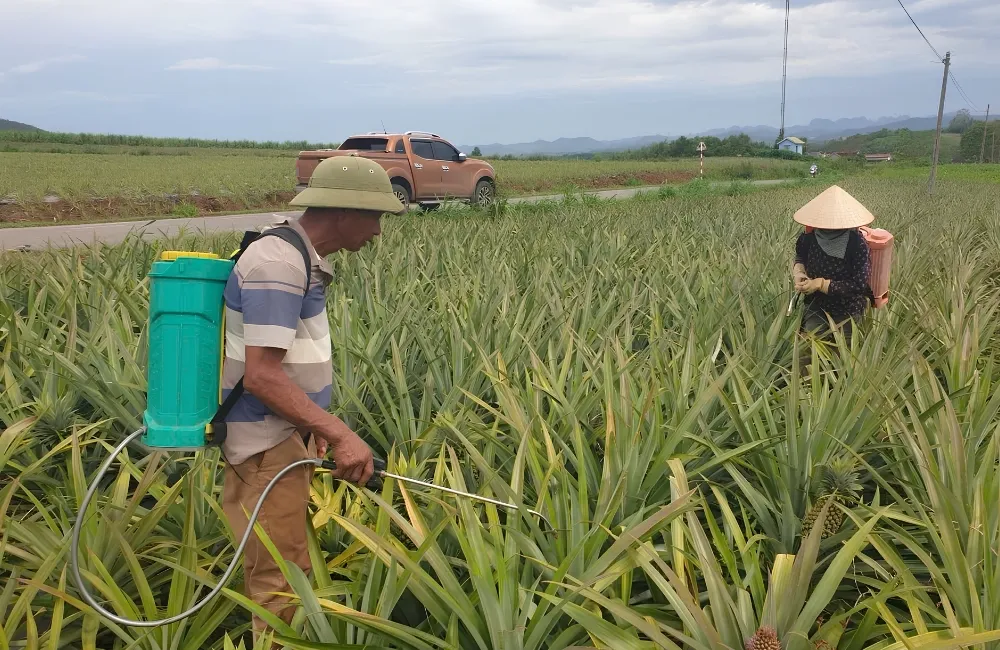 Chăm sóc dứa MD2