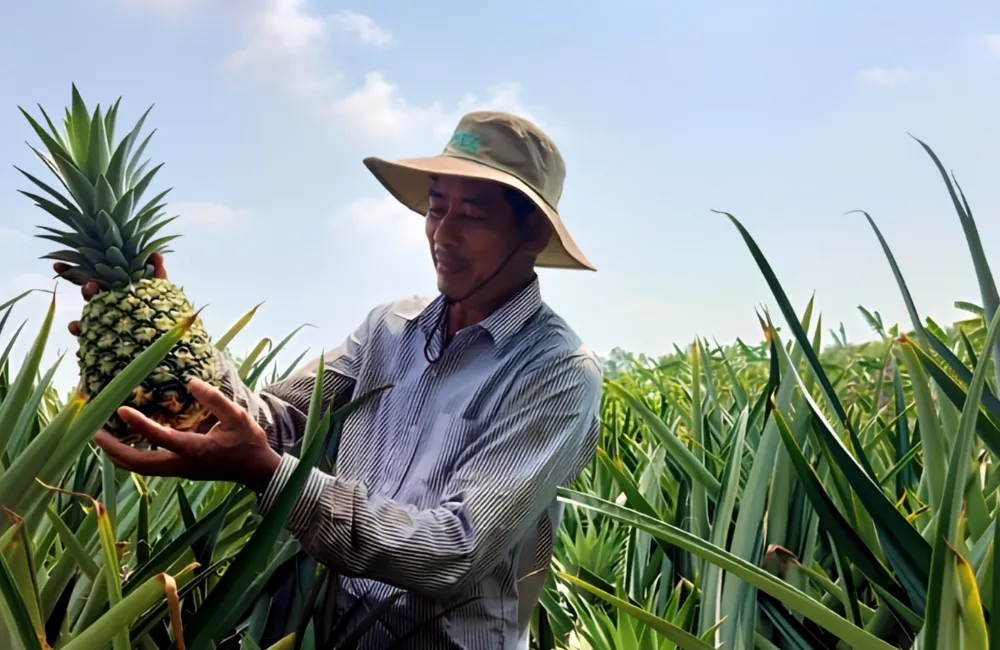 Chăm sóc dứa MD2