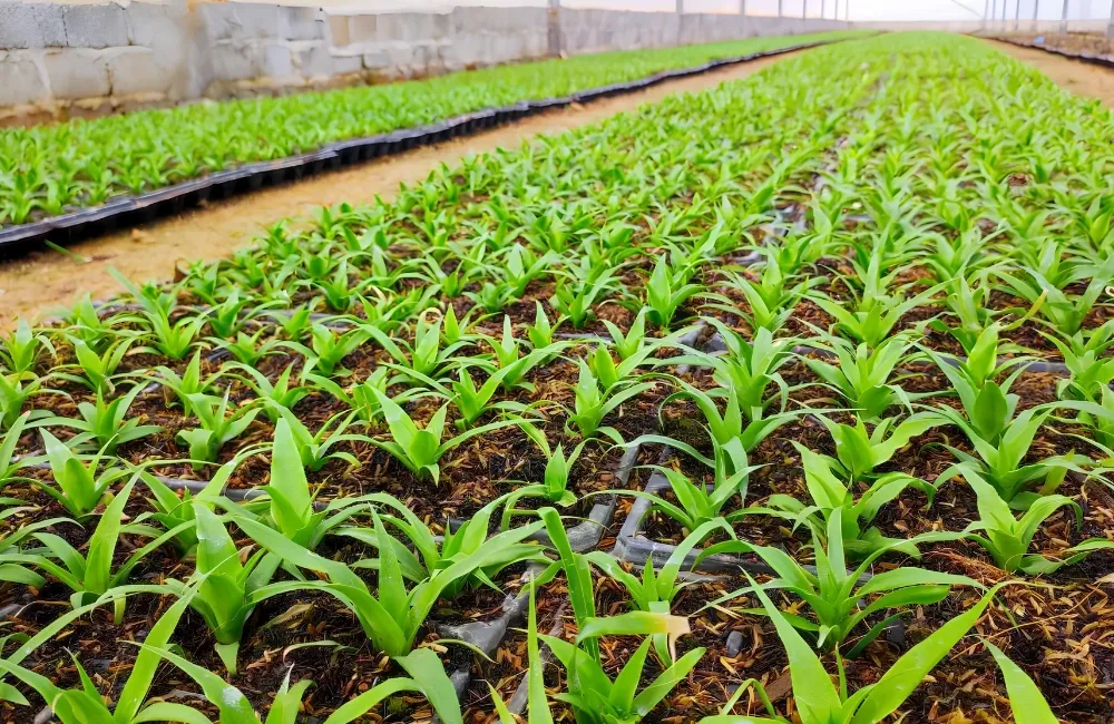 Chăm sóc dứa MD2