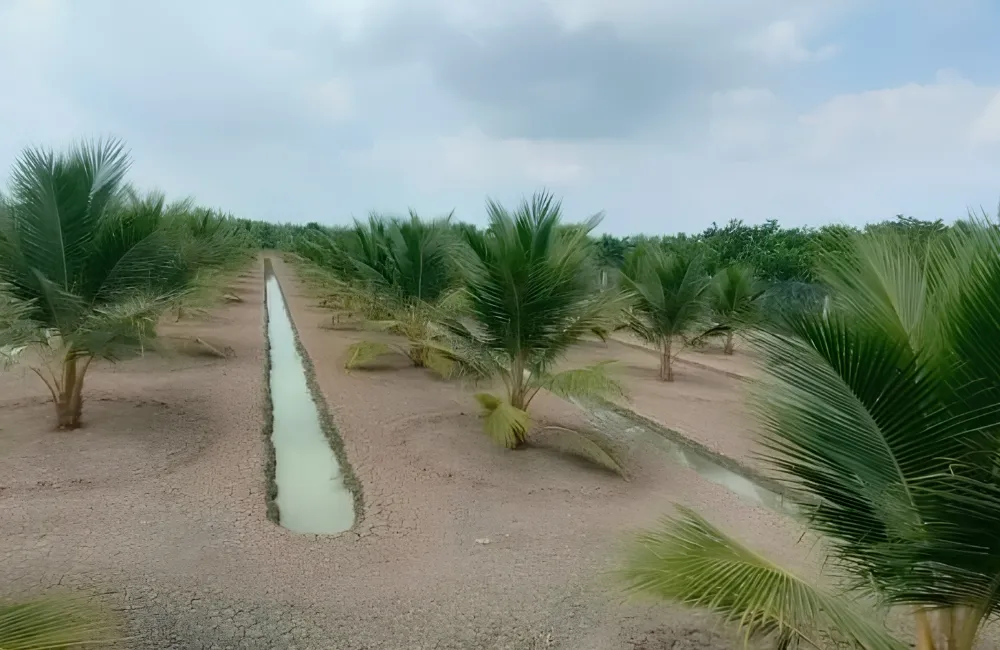 Chăm sóc dừa Xiêm Xanh