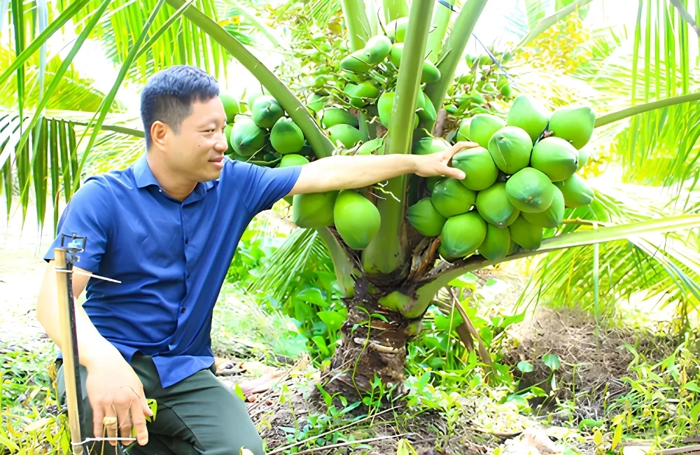 Chăm sóc dừa Xiêm Xanh
