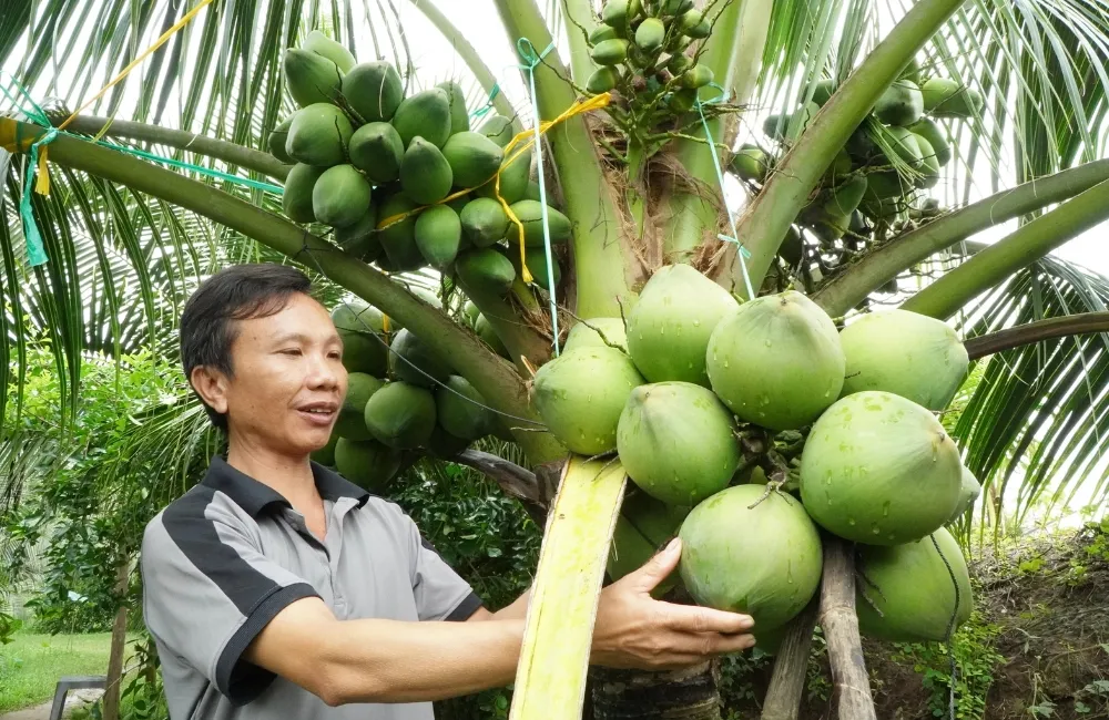Chăm sóc dừa Xiêm Xanh