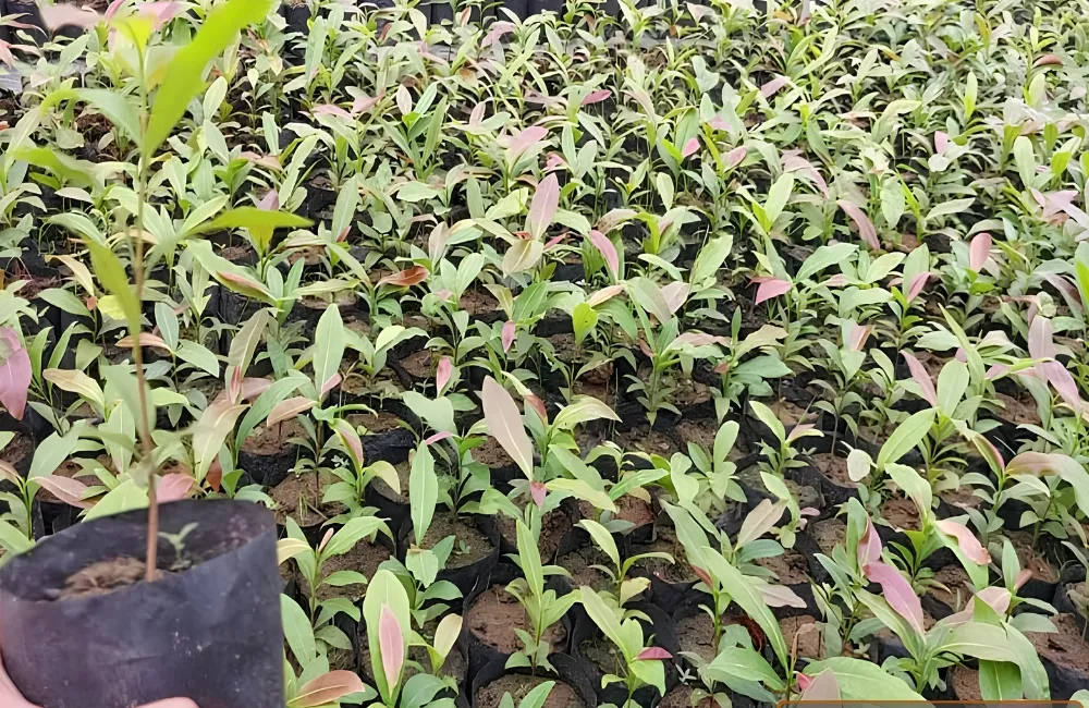Chăm sóc mai vàng cấy mô