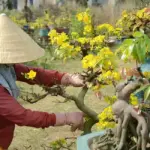 Chăm sóc mai vàng cấy mô có gì khác mai vàng truyền thống