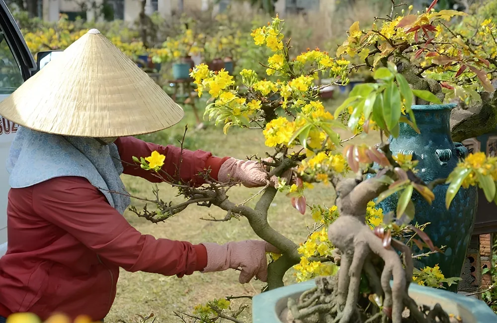 Chăm sóc mai vàng cấy mô