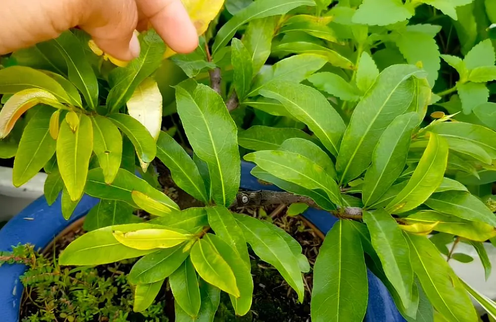Chăm sóc mai vàng trong chậu