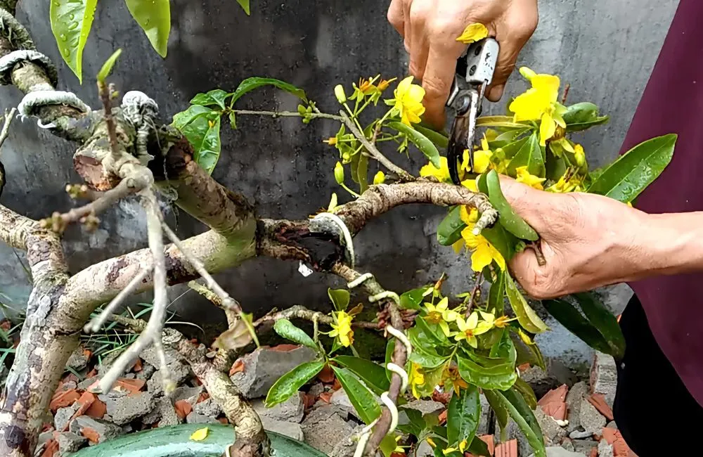 Chăm sóc mai vàng trong chậu