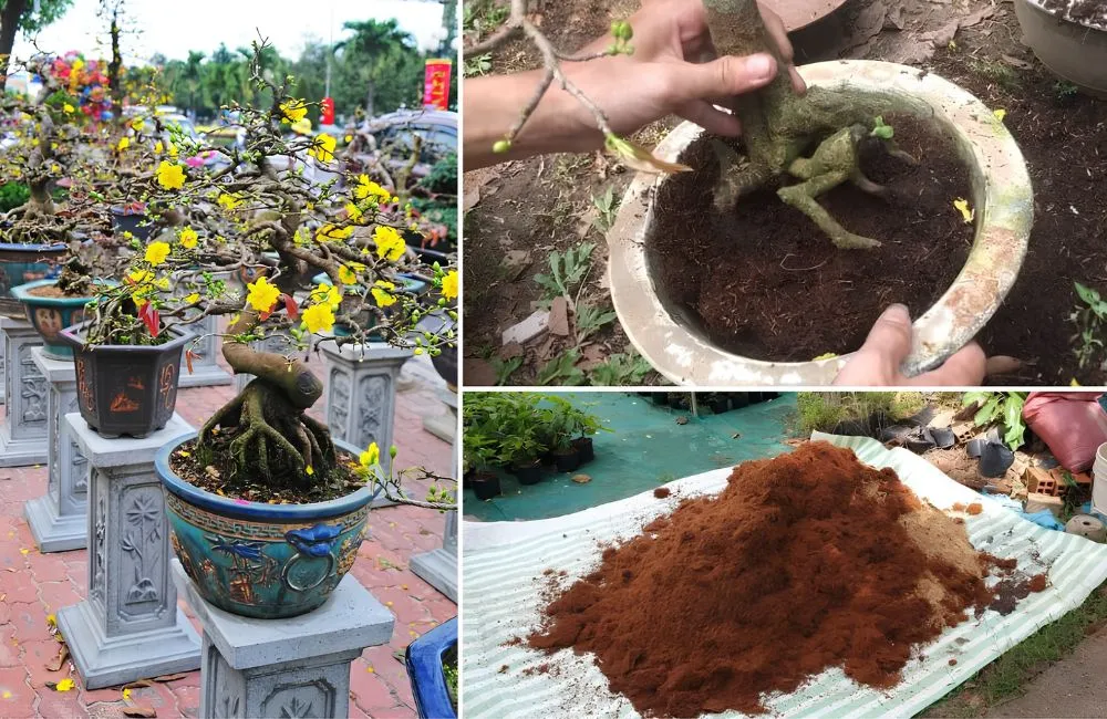 Chăm sóc mai vàng trong chậu