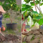 Cách chăm sóc mận MDH từng giai đoạn sinh trưởng