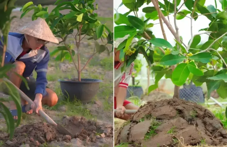 Cách chăm sóc mận MDH từng giai đoạn sinh trưởng