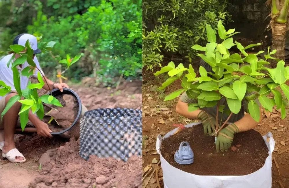 Chăm sóc mận MDH