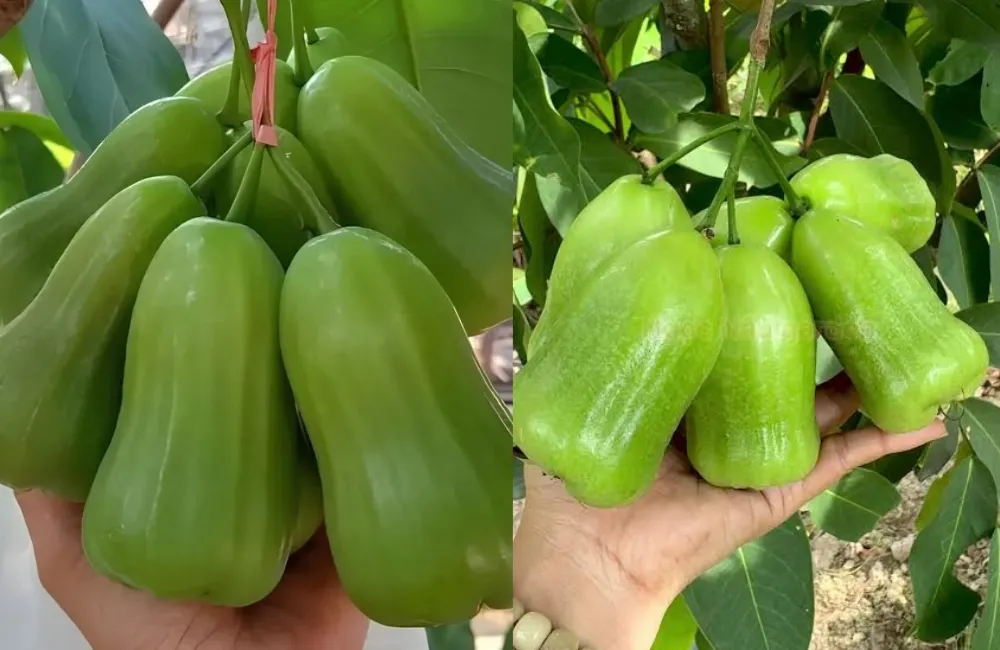 Chăm sóc mận MDH