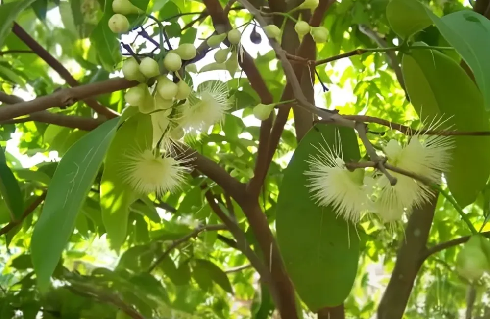 Chăm sóc mận MDH