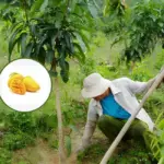 Cách chăm sóc Xoài Carabao từ cây con đến khi thu hoạch