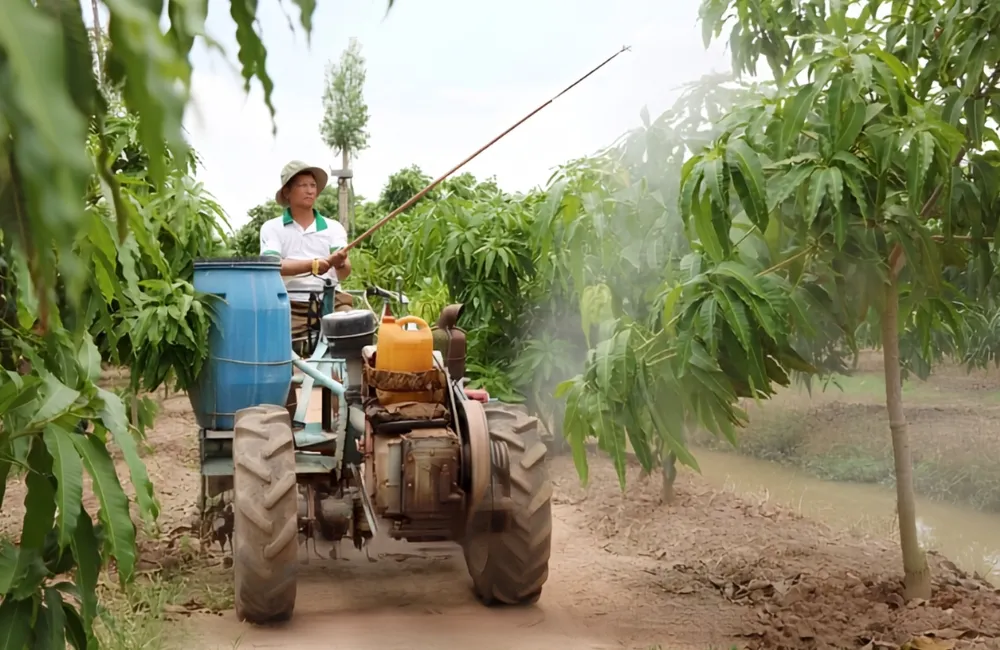 Chăm sóc xoài Carabao