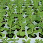 So sánh cúc mâm xôi cấy mô và cúc giâm cành truyền thống